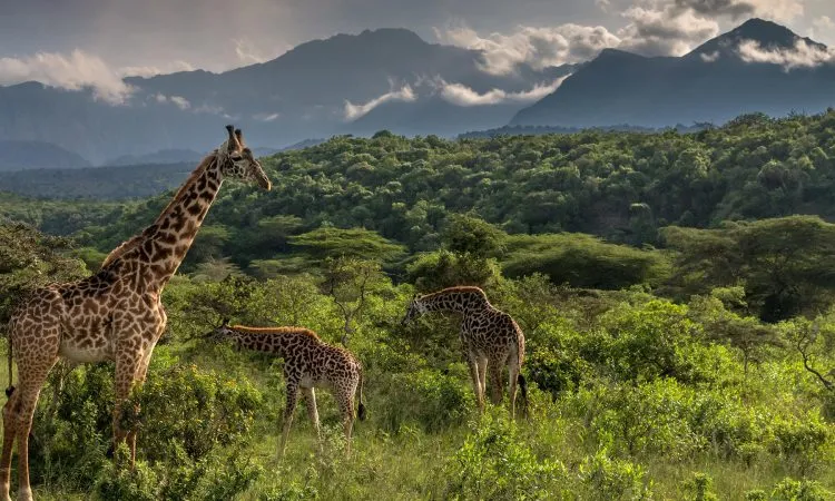 Arusha National Park Day Safari