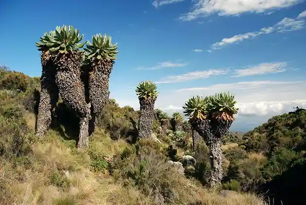 6 Days Machame Route Kilimanjaro Climb