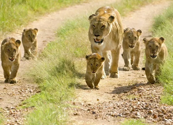 5 Days Tarangire Serengeti Ngorongoro