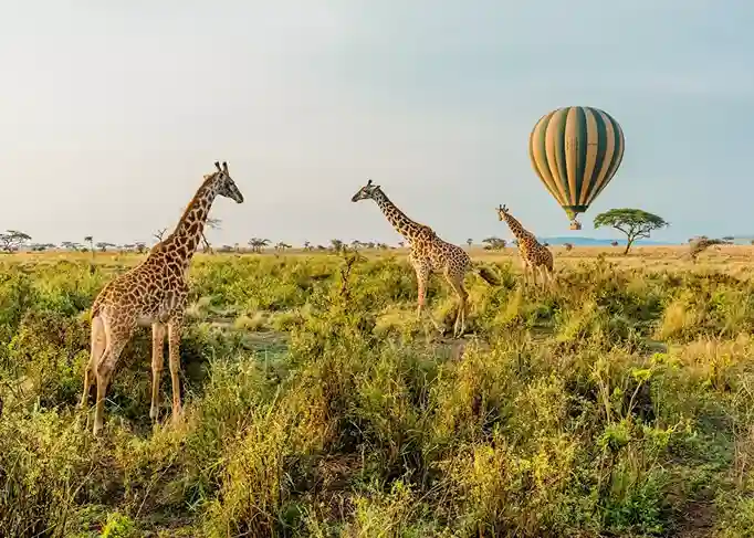 3 Days Serengeti Safari game drive Tanzania