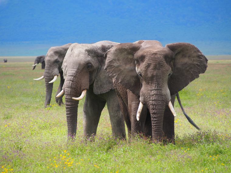 3 Days Serengeti Safari