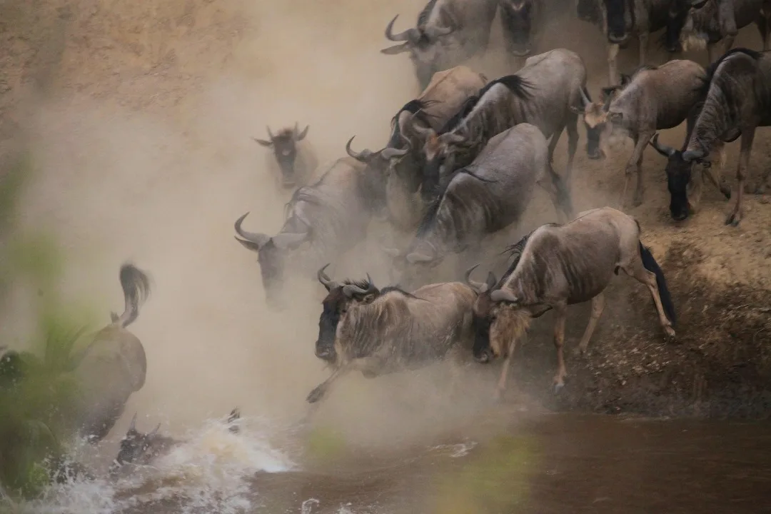 Great Migration Update